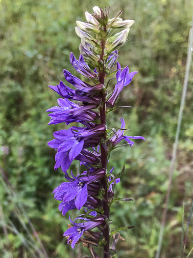 Lobelia puberula - downy lobelia