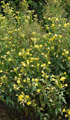 Oenothera biennis - common primrose