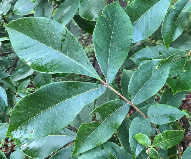 Carya tomentosa - mockernut