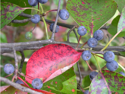 Nyssa sylvatica - blackgum