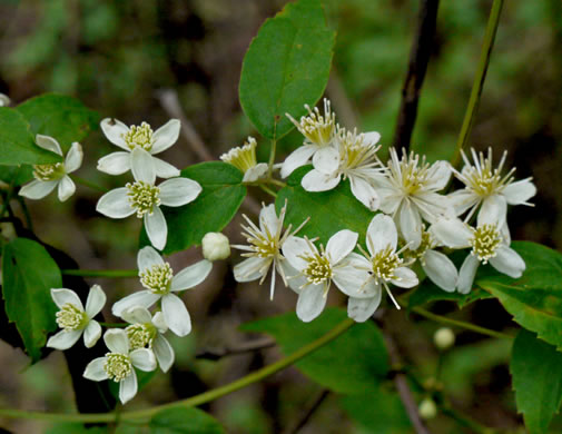 Clematis virginiana - virgin's bower