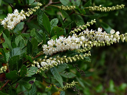 Clethra alnifolia 'Sixteen Candles' - Sixteen Candles summersweet