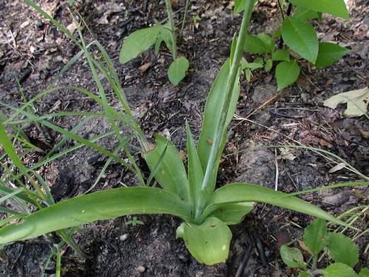Agave virginica - eastern agave