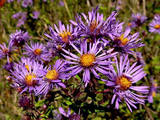 Symphyotrichum novae-angliae - Aster, New England