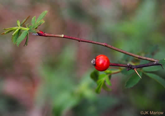 Rosa carolina - Carolina rose
