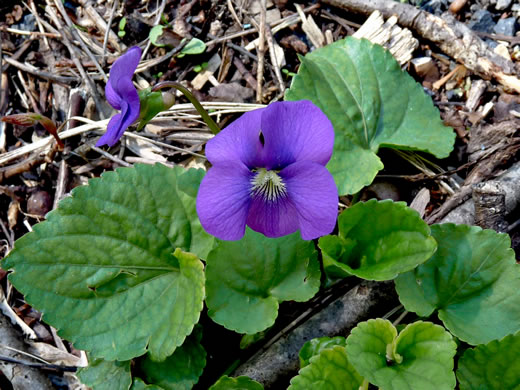 Viola sororia - common violet