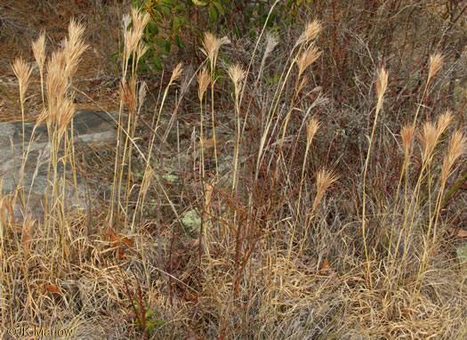 Anatherum glomeratum - grass, bushy bluestem