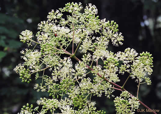 Aralia spinosa - Devil's walking stick