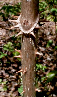 Aralia spinosa - Devil's walking stick