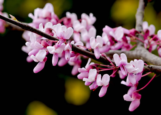 Cercis canadensis - eastern redbud