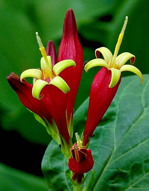 Spigelia marilandica - Indian Pink
