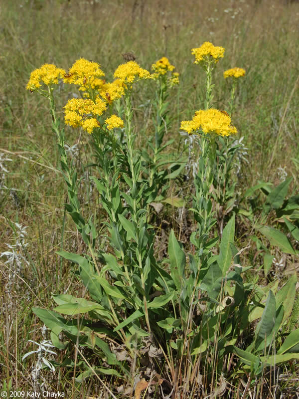 Solidago rigida - stiff goldenrod