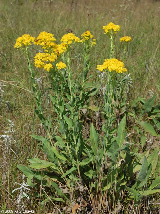 Solidago rigida - stiff goldenrod