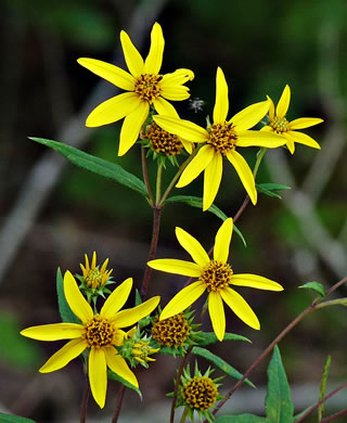 Helianthus hirsutus - sunflower, rough