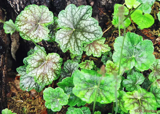 Heuchera americana - American alumroot