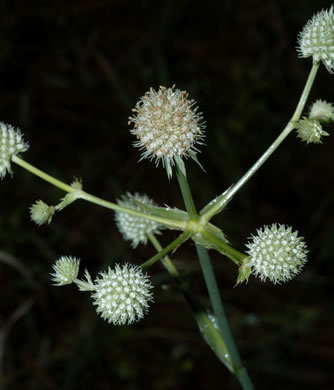 Eryngium yuccifolium - rattlesnake master