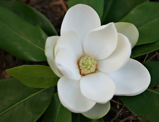 Magnolia virginiana - magnolia, sweetbay