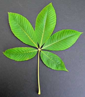 Aesculus flava - yellow buckeye