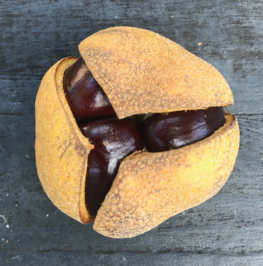 Aesculus flava - yellow buckeye