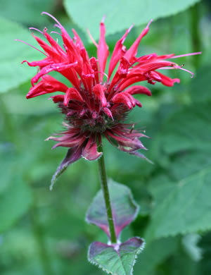 Monarda didyma - red beebalm