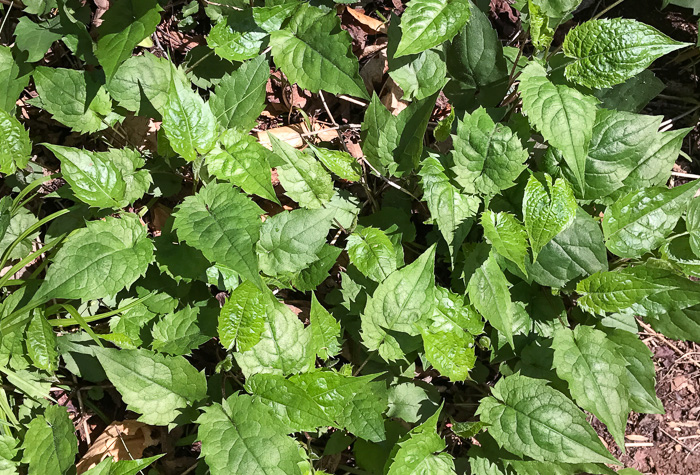 Eurybia divaricata - Aster, White Wood