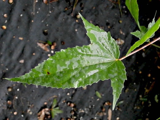 Hibiscus laevis - halberdleaf rosemallow
