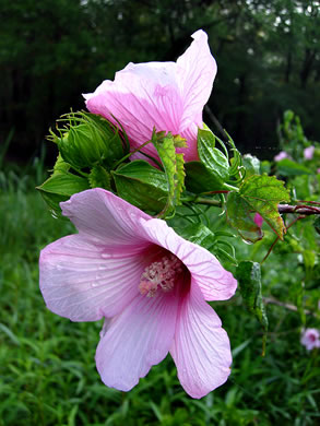 Hibiscus laevis - halberdleaf rosemallow