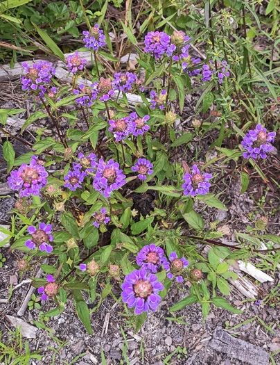 Prunella vulgaris var. lanceolata - American heal-all
