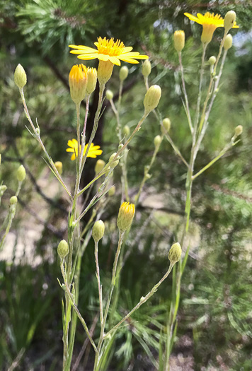 Pityopsis nervosa - common silk grass
