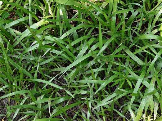 Pityopsis nervosa - common silk grass