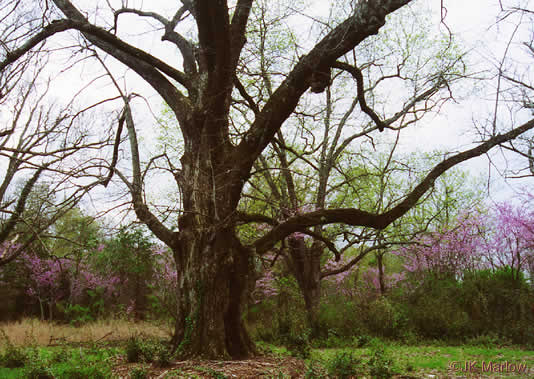 Tilia americana - American basswood