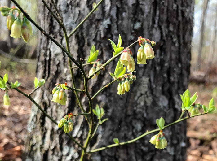 Vaccinium pallidum - hillside or lowbush blueberry