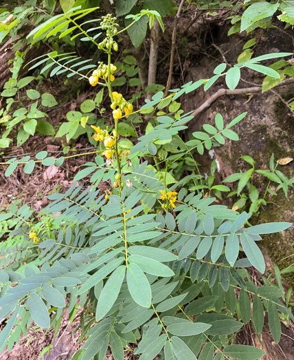 Senna marilandica - Maryland senna