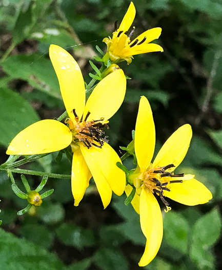 Siphidium latifolium - tickseed, broadleaf