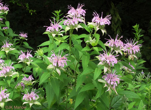 Monarda fistulosa - wild bergamot beebalm