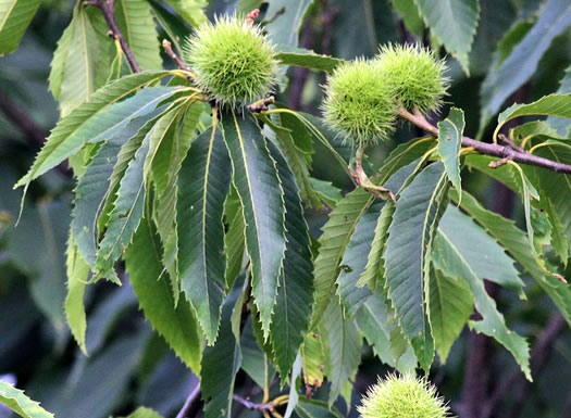 Castanea pumila - chinkapin