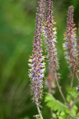 Amorpha herbacea - dwarf indigo bush