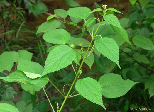 Boehmeria cylindrica - false nettle