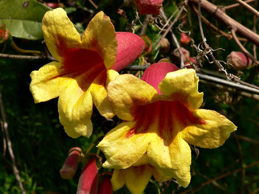 Bignonia capreolata - cross vine
