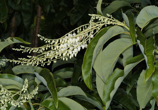 Oxydendron arboreum - sourwood