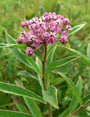 Asclepias incarnata - Milkweed, Swamp