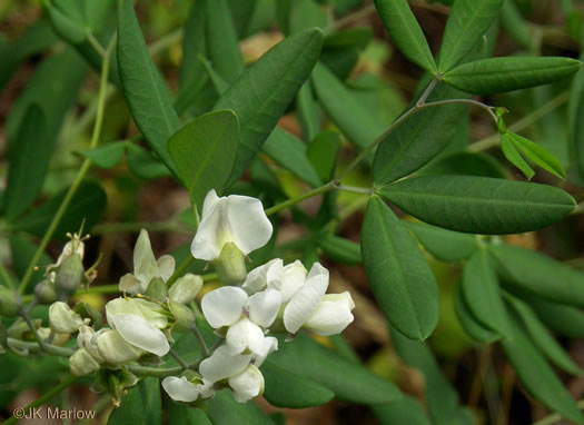 Baptisia albescens - spiked false indigo