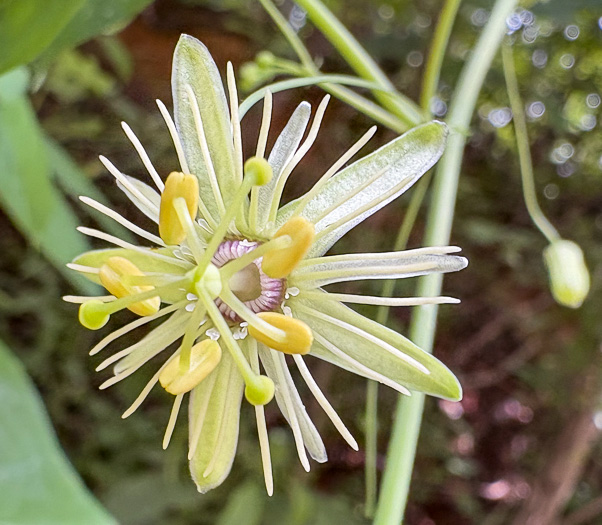 Passiflora lutea - yellow passionflower