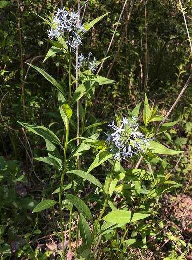 Amsonia tabernaemontana v. salicifolia - bluestar, willowleaf