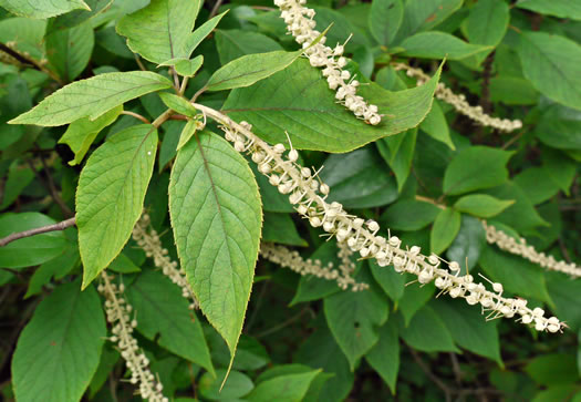 Clethra acuminata - mountain pepperbush