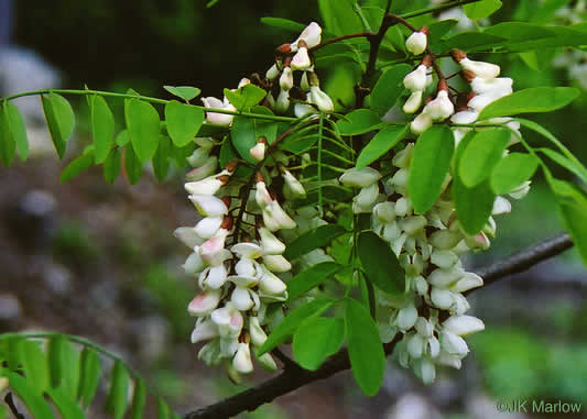 Robinia pseudoacacia - black locust