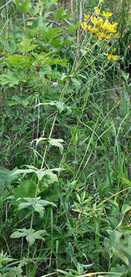 Anacis major - tickseed, greater