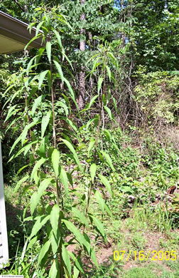 Vernonia gigantea - ironweed, giant