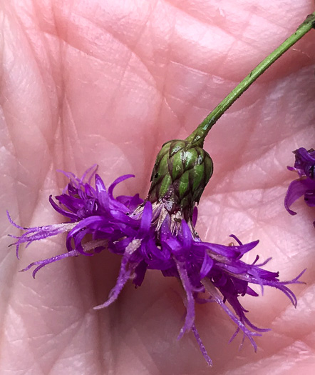 Vernonia gigantea - ironweed, giant
