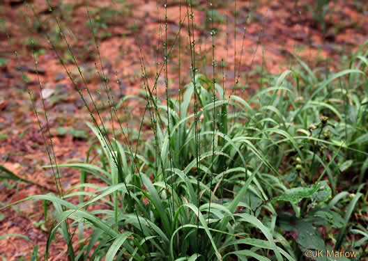 Chasmanthium sessiflorum - grass, longleaf woodoats